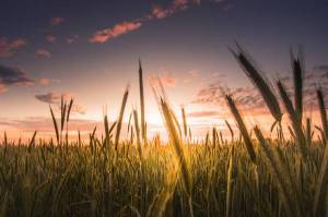 Обои ржаное поле на закате солнца, колоски, пшеница на рабочий стол