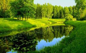 Обои густой зеленый лес, пруд, озеро, зеленая трава на рабочий стол