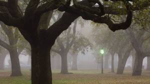 Обои туман в парке окутал большие деревья на рабочий стол