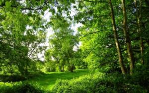 Обои зеленый лес, парк, природа, лето, кусты, трава на рабочий стол