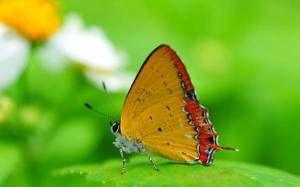 Обои бабочка с оранжевыми крыльями на зеленом листике на рабочий стол