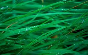 Обои зеленая трава, капельки воды, ярко зеленая трава на рабочий стол