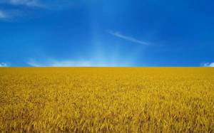 Обои голубое небо, желтое поле пшеницы, флаг Украины на рабочий стол