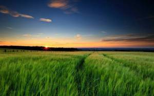 Обои зеленое поле пшеницы, красивое небо закат горизонт на рабочий стол