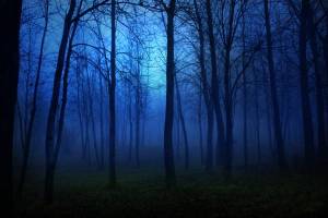 Обои темный мрачный лес в тумане ночью на рабочий стол