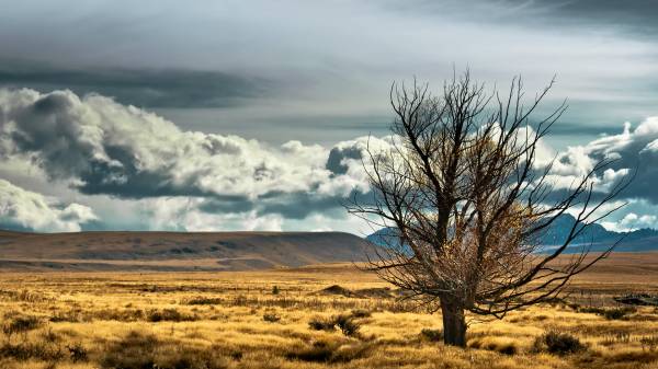 природа Новой Зеландии дерево степь тучи холмы обои для рабочего стола