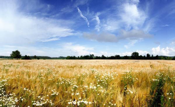 поле с полевыми ромашками природа голубое небо обои для рабочего стола