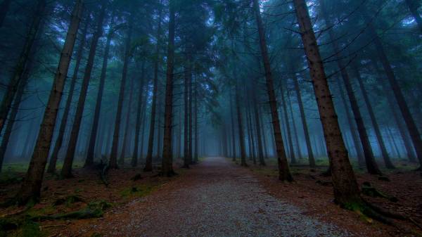 темный мрачный густой сосновый лес в тумане обои для рабочего стола
