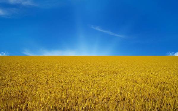 голубое небо, желтое поле пшеницы, флаг Украины обои для рабочего стола