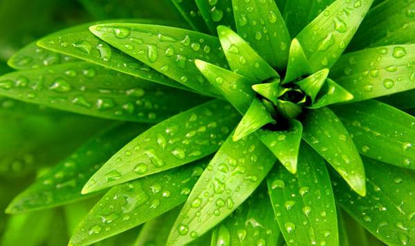 ярко зеленое растение в каплях воды обои для рабочего стола