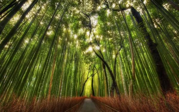 дорога через бамбуковую рощю обои для рабочего стола