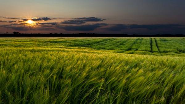 зеленое поле пшеницы на закате солнца обои для рабочего стола