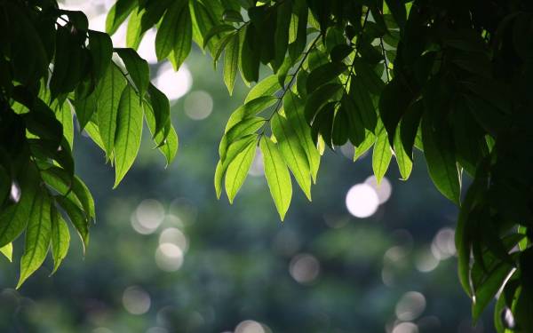 зеленые листья на ветке дерева лето природа боке обои для рабочего стола