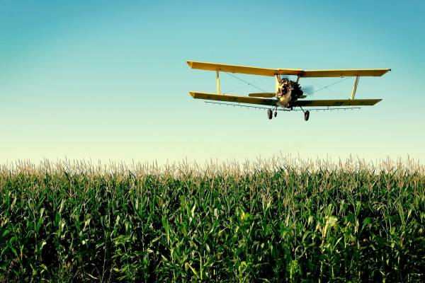 кукурузник летит над кукурузным полем обои для рабочего стола