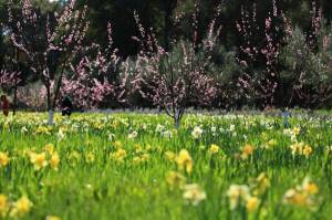 Обои весна, поле зеленой травы, цветущие деревья, цветы на рабочий стол