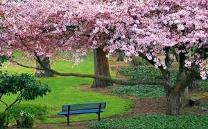 Обои весенний цветущий парк на рабочий стол
