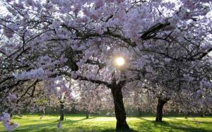 Обои расцветающие деревья вишни в весеннем саду на рабочий стол