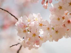 Обои ярко розовые весенние цветочки на ветке вишни на рабочий стол