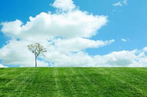 Обои весна зеленый газон деревцо облака небо горизонт на рабочий стол