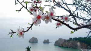 Обои ветки цветущей сакуры на фоне океана и скал на рабочий стол