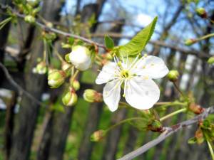 Обои весна цветочек на распускающемся дереве вишни на рабочий стол