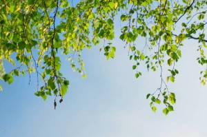 Обои весенние листья, ветки, на фоне голубого неба на рабочий стол