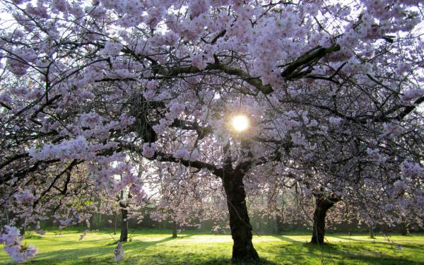 расцветающие деревья вишни в весеннем саду обои для рабочего стола