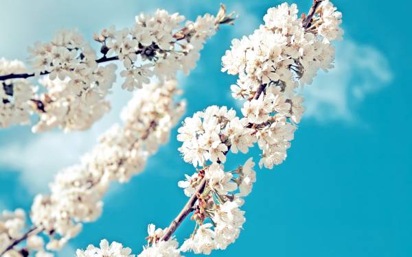цветущие ветки деревьев на фоне голубого неба обои для рабочего стола