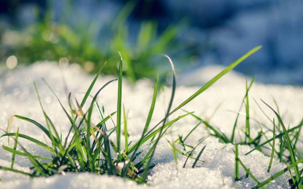 снег на весенней зеленой траве обои для рабочего стола