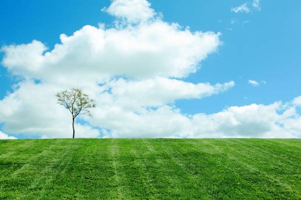 весна зеленый газон деревцо облака небо горизонт обои для рабочего стола