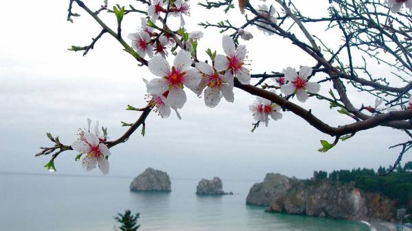 ветки цветущей сакуры на фоне океана и скал обои для рабочего стола