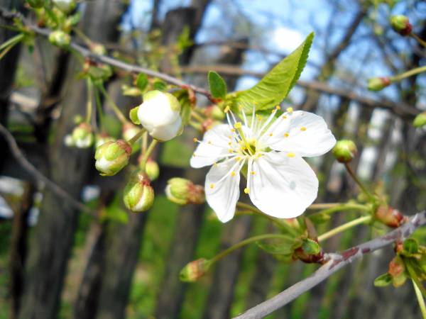 весна цветочек на распускающемся дереве вишни обои для рабочего стола