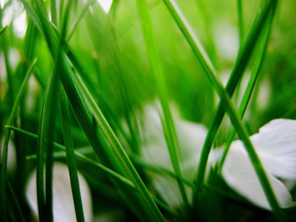 зеленая трава с белыми лепестками обои для рабочего стола