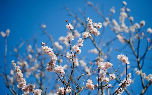 расцветающее дерево весной на голубом фоне неба обои для рабочего стола