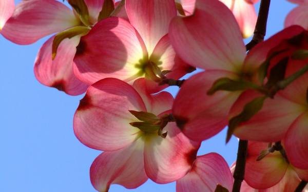 розовые цветочки весеннего расцветающего дерева обои для рабочего стола