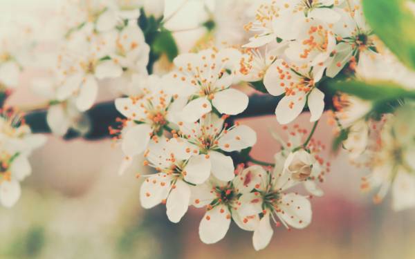 весеннее цветение вишни белые цветы обои для рабочего стола