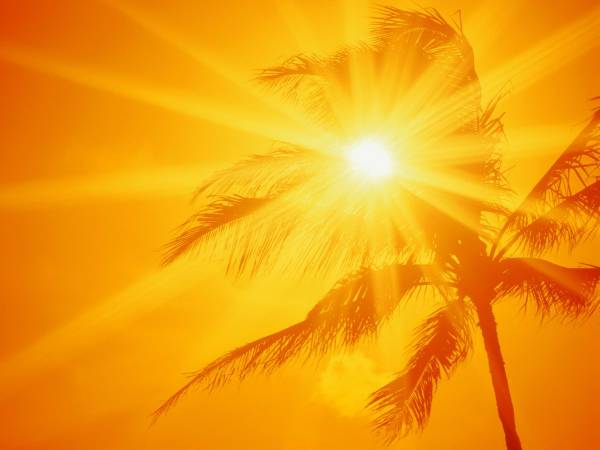 Жара, лето, палящие солнце, пальма, лучи солнца обои для рабочего стола