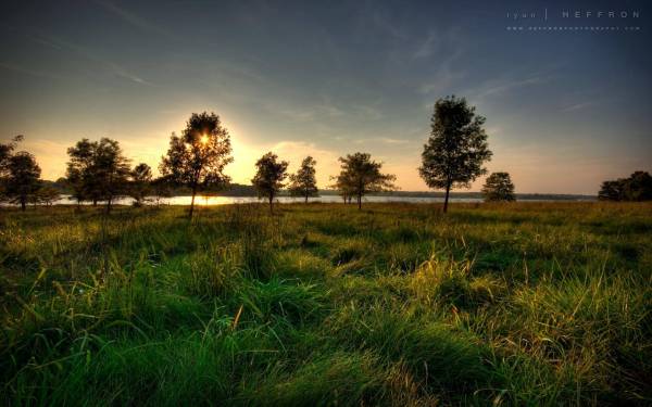 закат солнца сквозь деревья на зеленом лугу обои для рабочего стола
