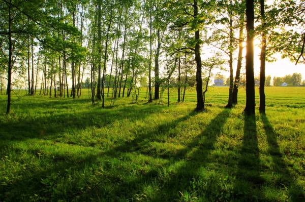 лето утро трава деревья пейзаж обои для рабочего стола