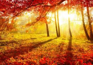 Обои золотая осень, яркое солнце, поляна, деревья на рабочий стол