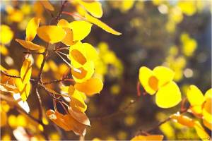 Обои ярко желтые осенние листочки на ветвях дерева на рабочий стол