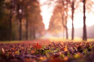 Обои осень, аллея, листья, трава, деревья на рабочий стол