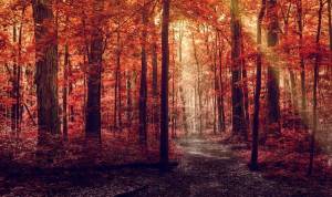 Обои осень, лес, лучи солнца, деревья, осенняя листва на рабочий стол