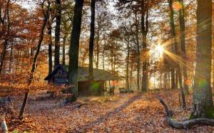 Обои деревянный дом в осеннем лесу, лучи солнца, листва на рабочий стол