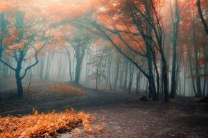 Обои осень, туман в лесу золотистые листья на деревьях на рабочий стол