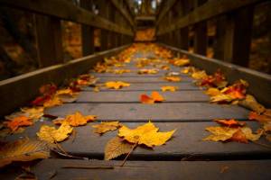 Обои осенние листья на деревянном мосту на рабочий стол