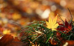 Обои Осень, опавшие листья, трава, боке, природа на рабочий стол