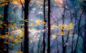 Обои красота природы, осень, листья, деревья, лес на рабочий стол