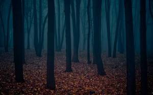 Обои темный мрачный лес с опавшей осенней листвой на рабочий стол