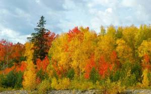 Обои желтые листья на деревьях, золотая осень, лес на рабочий стол